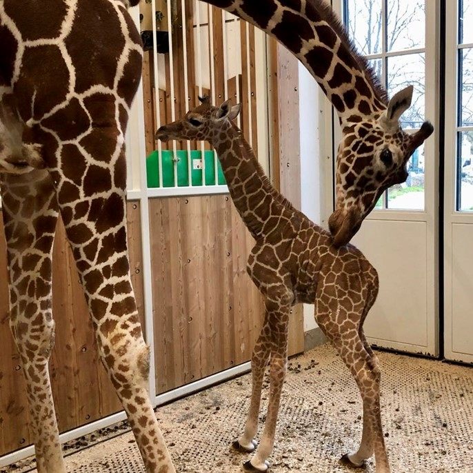 Das Kalb legt leider nicht an Gewicht zu.