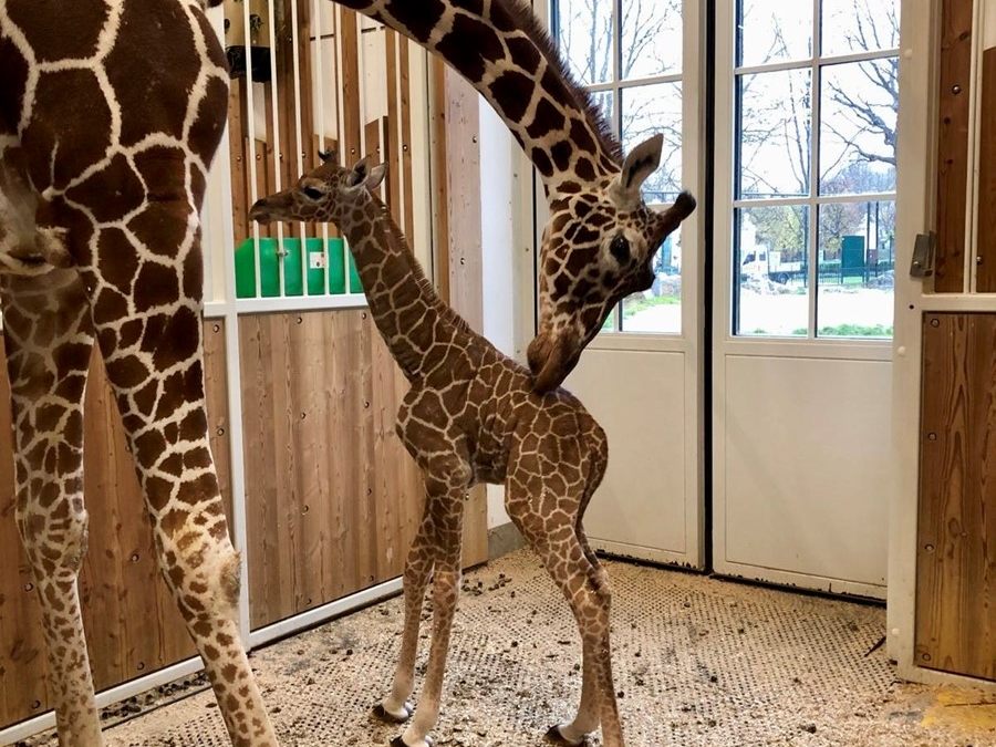 Das Kalb legt leider nicht an Gewicht zu. Das Kalb legt leider nicht an Gewicht zu.