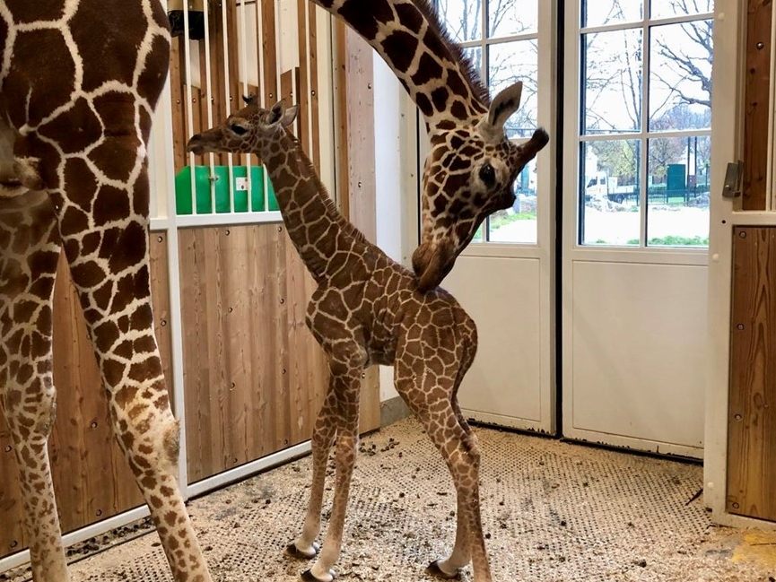 Auch international freut man sich dem Zoo zufolge über den Schönbrunner Nachwuchs. Auch international freut man sich dem Zoo zufolge über den Schönbrunner Nachwuchs.
