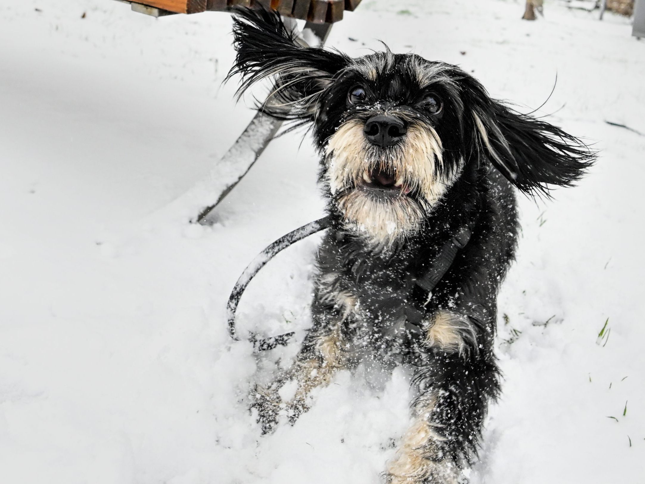 Weniger als drei Wochen vor dem Heiligen Abend steigt in Wien-Simmering ein Hundeweihnachtsmarkt.