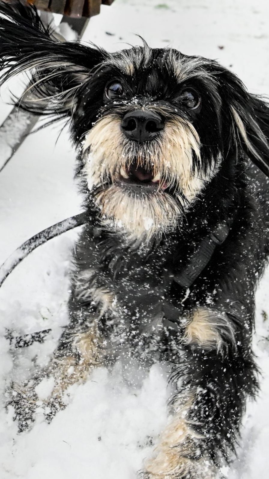 Weniger als drei Wochen vor dem Heiligen Abend steigt in Wien-Simmering ein Hundeweihnachtsmarkt.