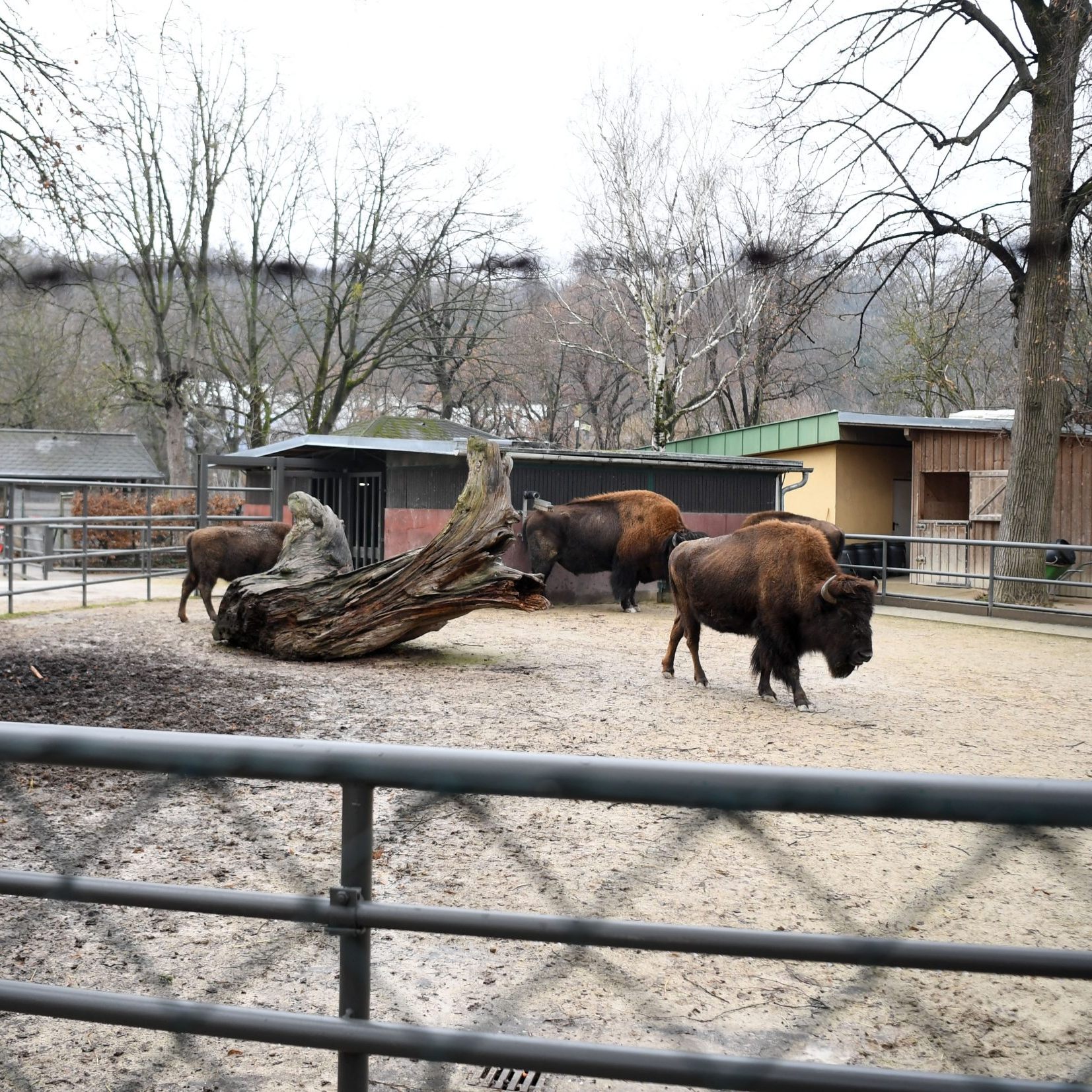 In den kommenden Jahren wird es im Tiergarten Schönbrunn keine Bisons mehr zu sehen geben.