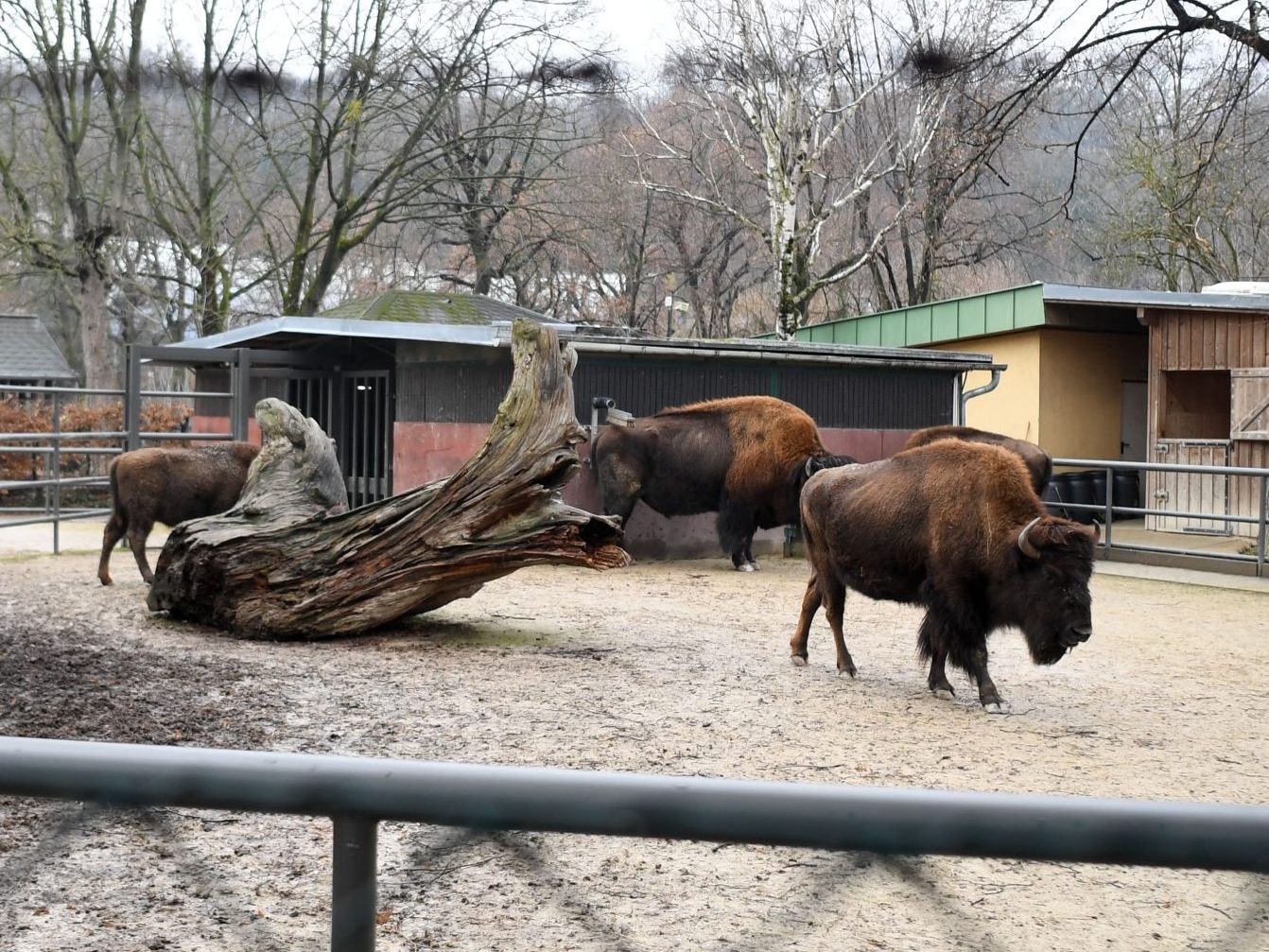 In den kommenden Jahren wird es im Tiergarten Schönbrunn keine Bisons mehr zu sehen geben.