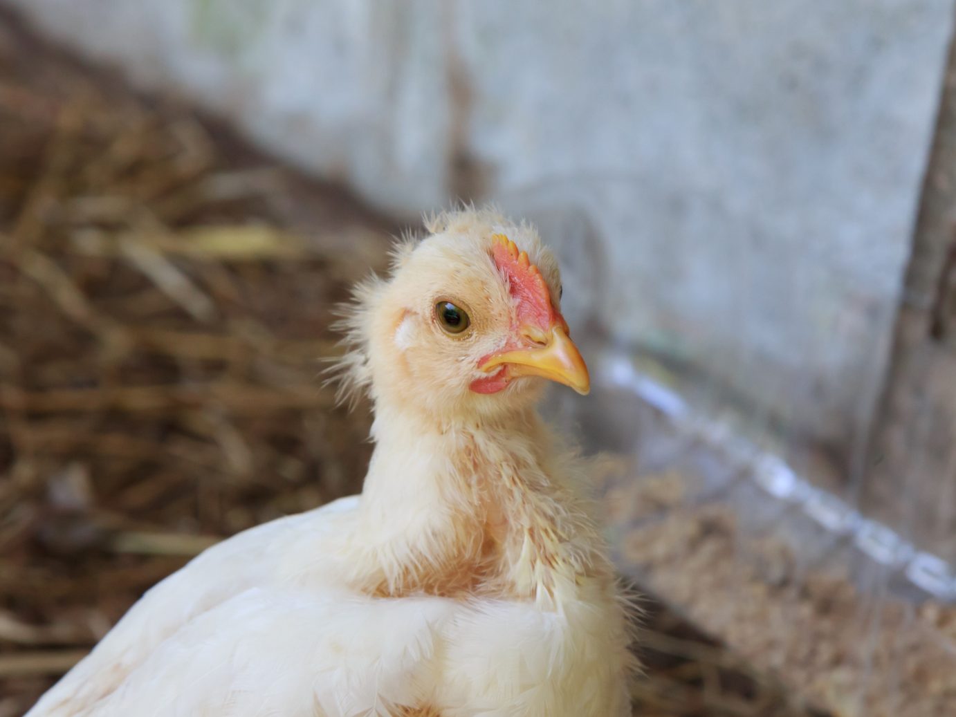 Aufgrund vermehrt auftretender Geflügelpestfälle in Österreich sei die Situation neu bewertet worden.