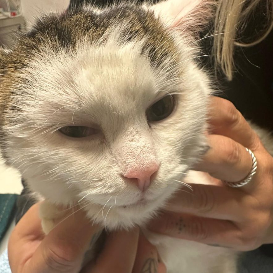 Wer kennt diesen Kater?