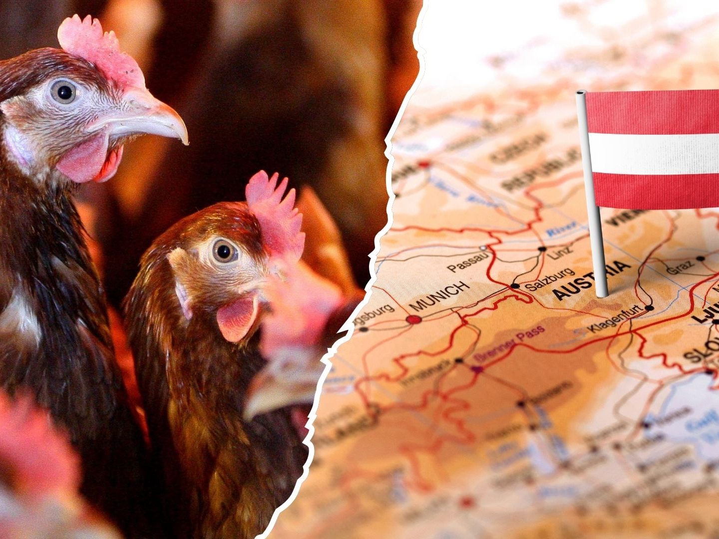 Zuletzt wurden neue Vogelgrippe-Fälle festgestellt. Zuletzt wurden neue Vogelgrippe-Fälle festgestellt.