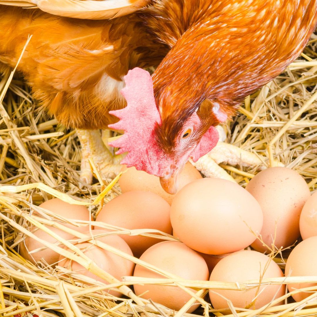 Die Eier-Versorgung zu Weihnachten ist sicher.