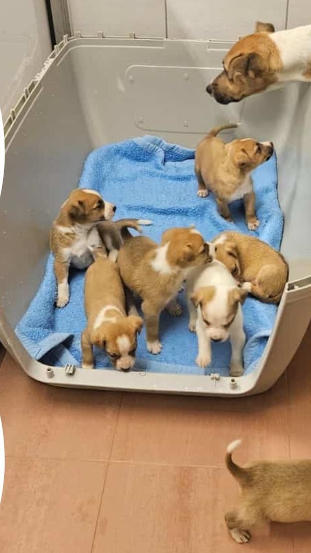 Zwei Hundemütter wurden mit ihren Welpen ausgesetzt.