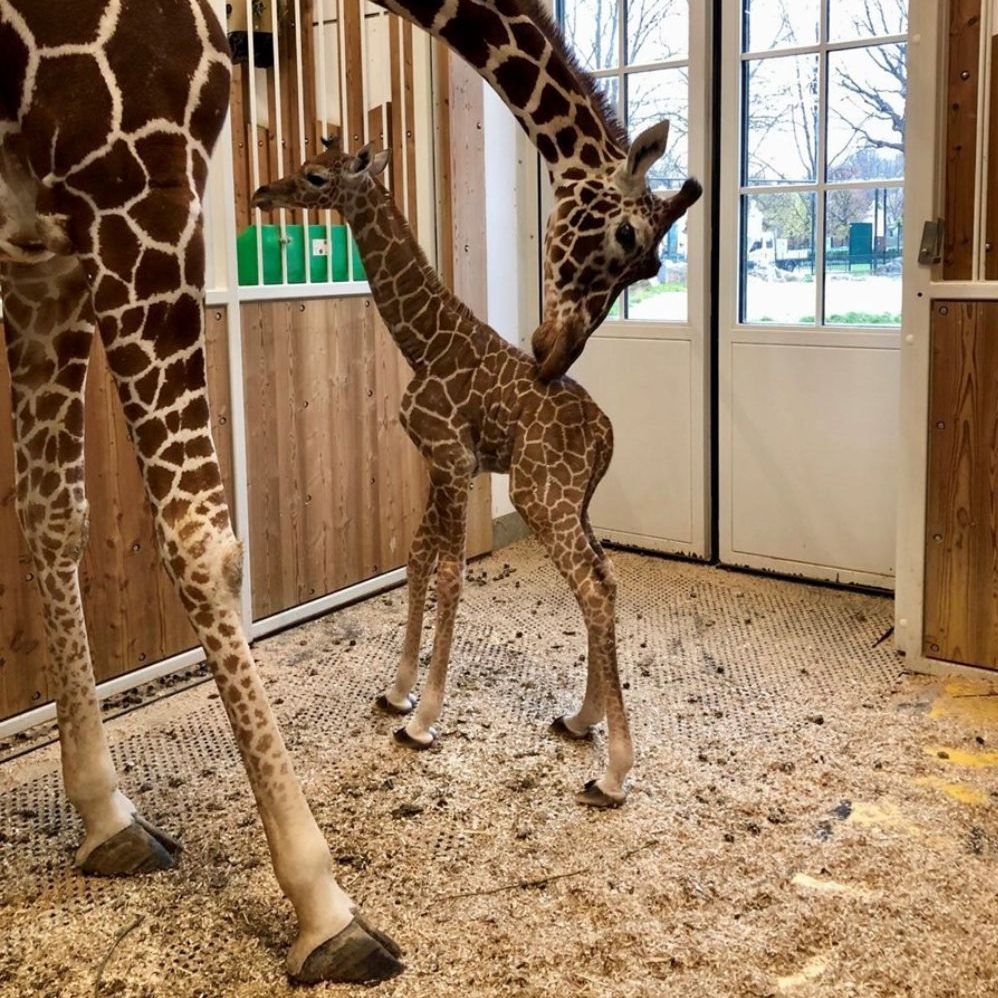 Man ist vorsichtig zuversichtlich beim Giraffen-Baby im Wiener Tiergarten Schönbrunn.