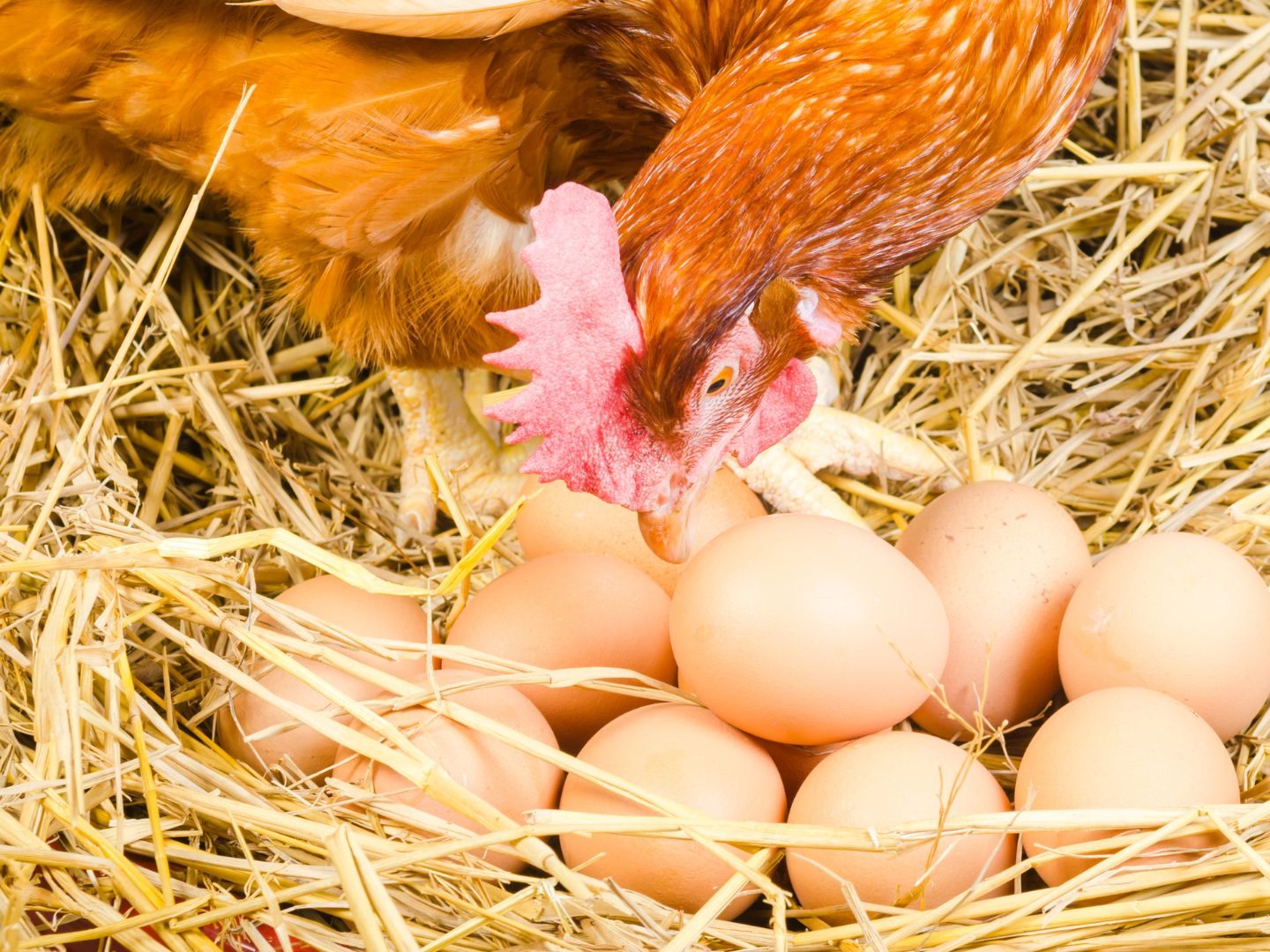 Forschende wollen nun die ewige Frage beantwortet haben, ob es Ei oder Huhn zuerst gab.
