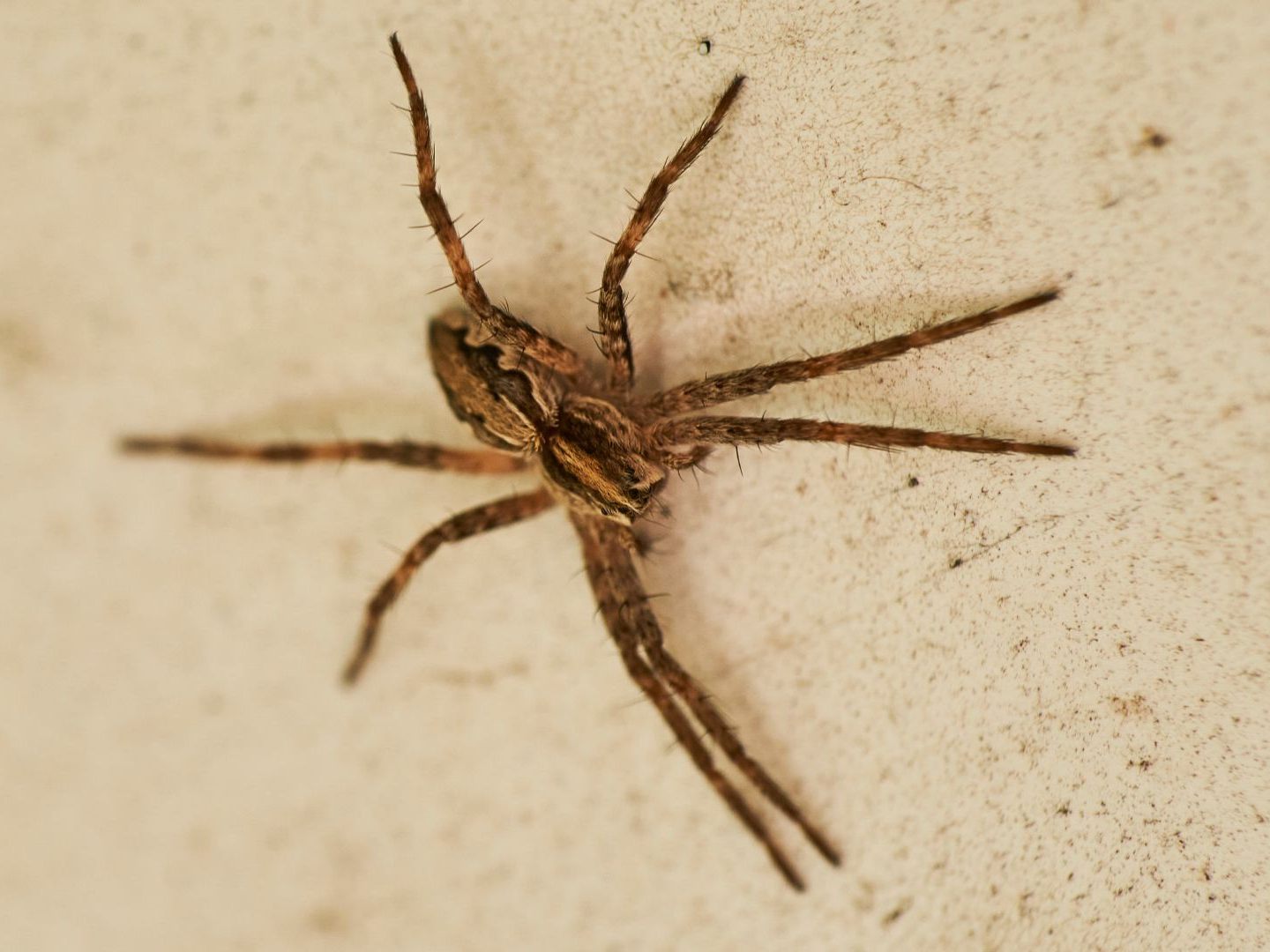 Die Nosferatu-Spinne hat sich in Wien bereits etabliert.