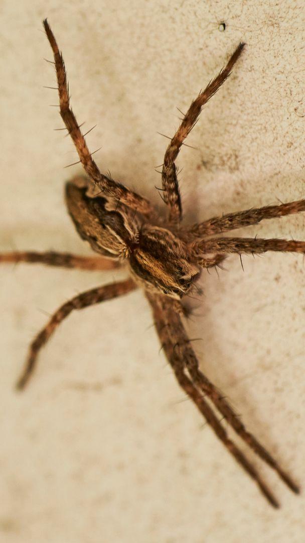 Die Nosferatu-Spinne hat sich in Wien bereits etabliert.