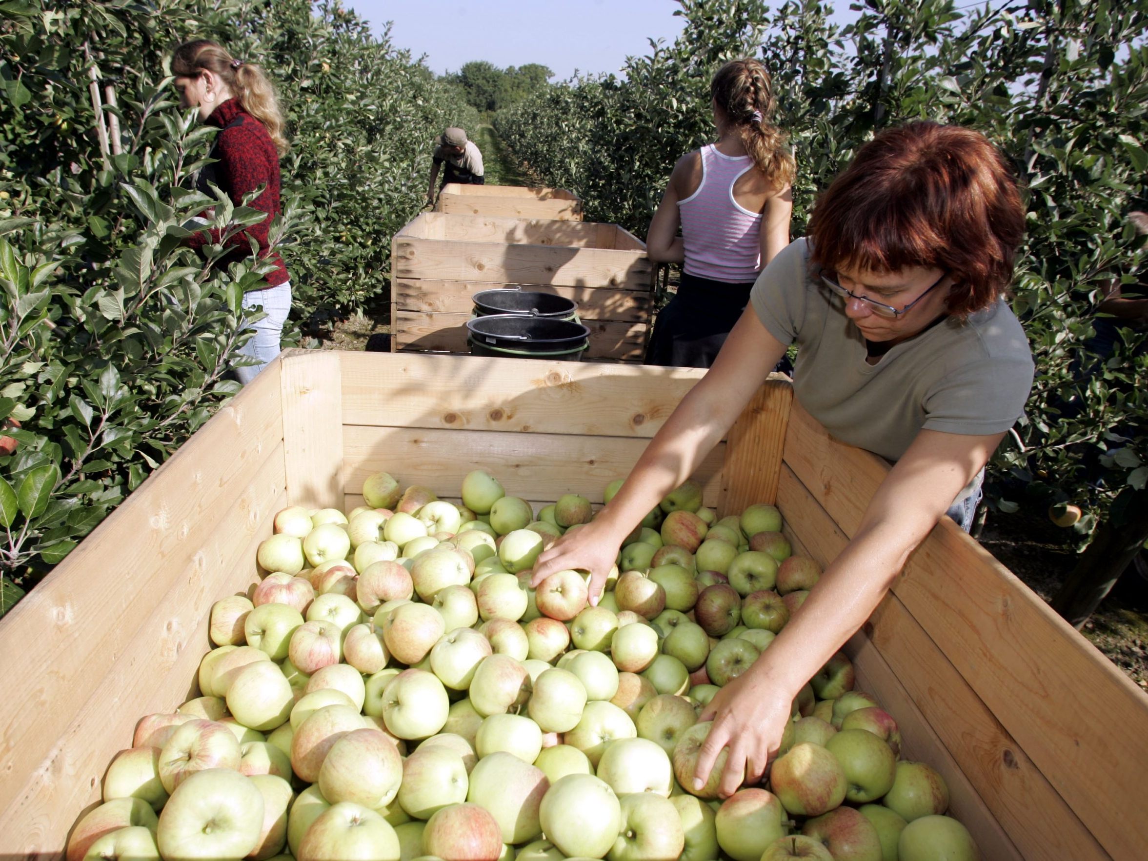Nicht nur bei Äpfeln gibt es Flächenrückgänge. Nicht nur bei Äpfeln gibt es Flächenrückgänge.