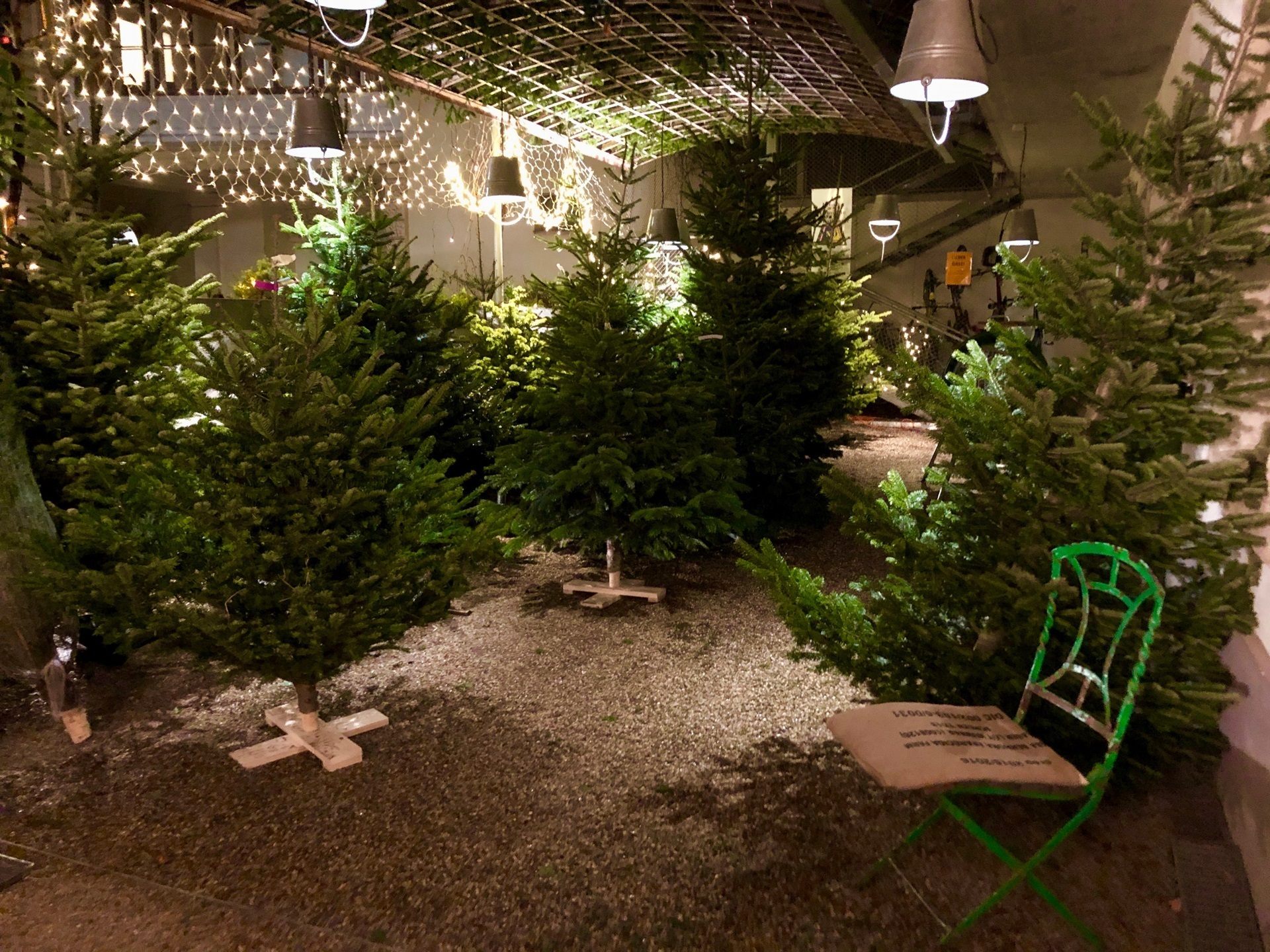 Christbaumverkauf in der VinziRast 2024