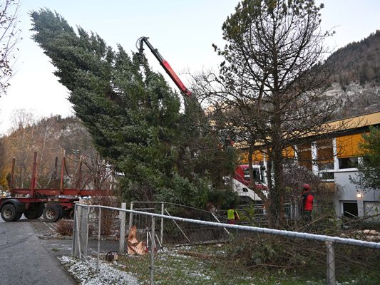 Heuer wird eine Bludenzer Fichte zur zauberhaften Weihnachtsstimmung vor dem Landhaus in Bregenz beitragen.
