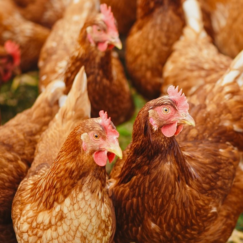 Ein weiterer Betrieb in Niederösterreich ist von der Vogelgrippe betroffen.