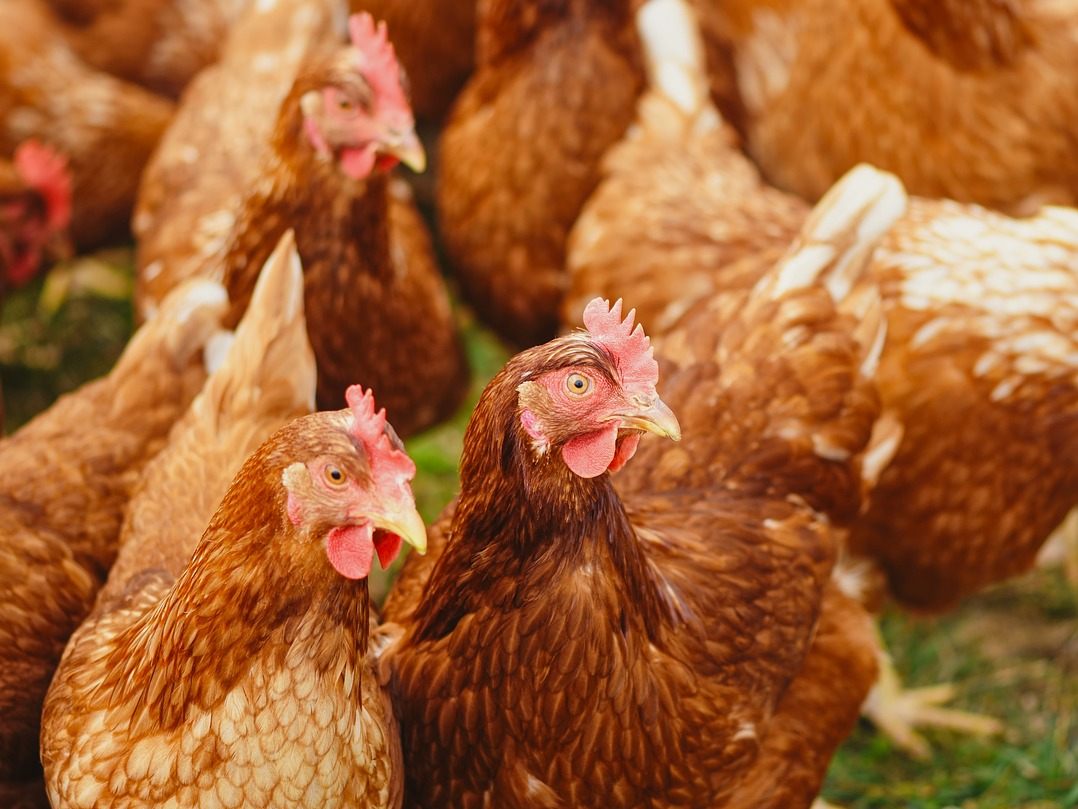 Ein weiterer Betrieb in Niederösterreich ist von der Vogelgrippe betroffen. Ein weiterer Betrieb in Niederösterreich ist von der Vogelgrippe betroffen.