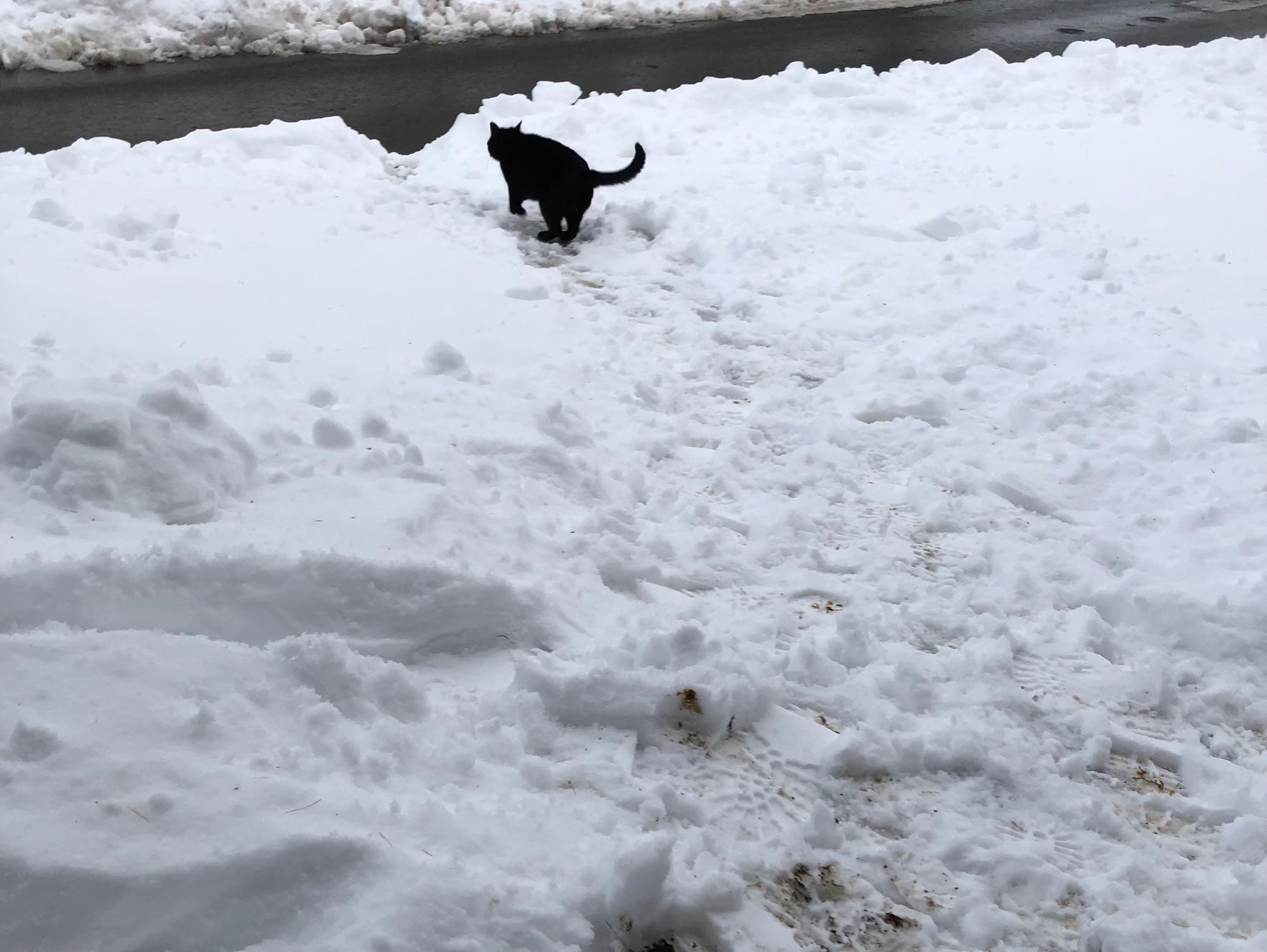 Aktuell schlagen sich die Katzen mehr oder weniger alleine durch den kalten Winter.