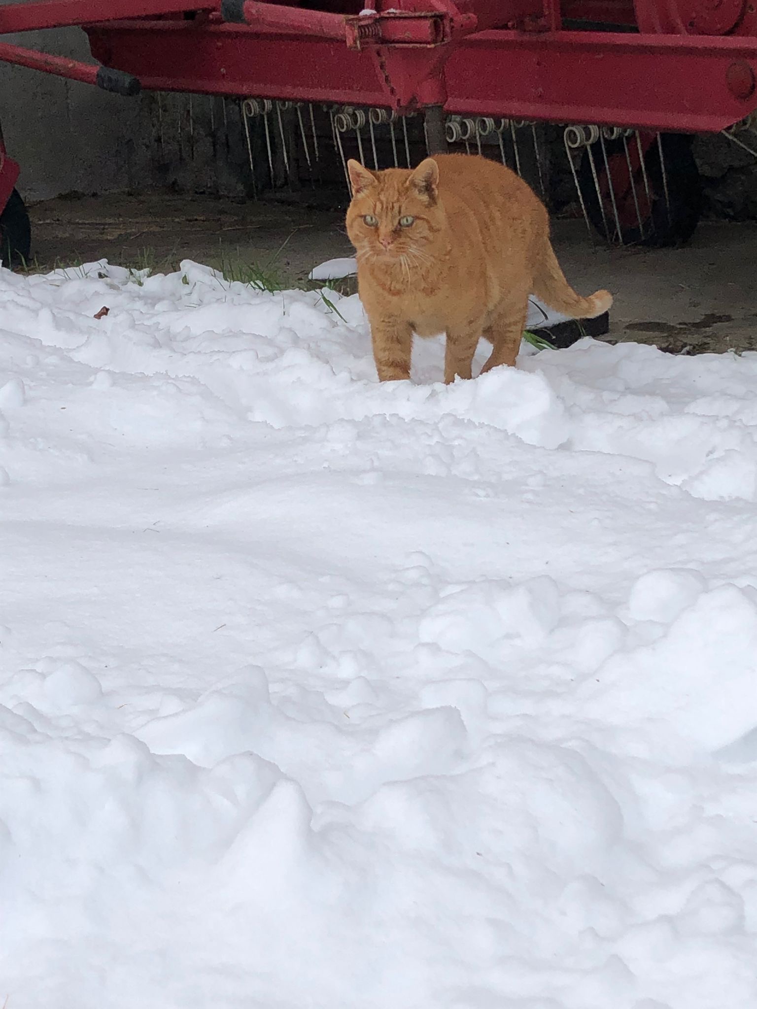 Wer kann diesen Katzen ein neues Zuhause geben?