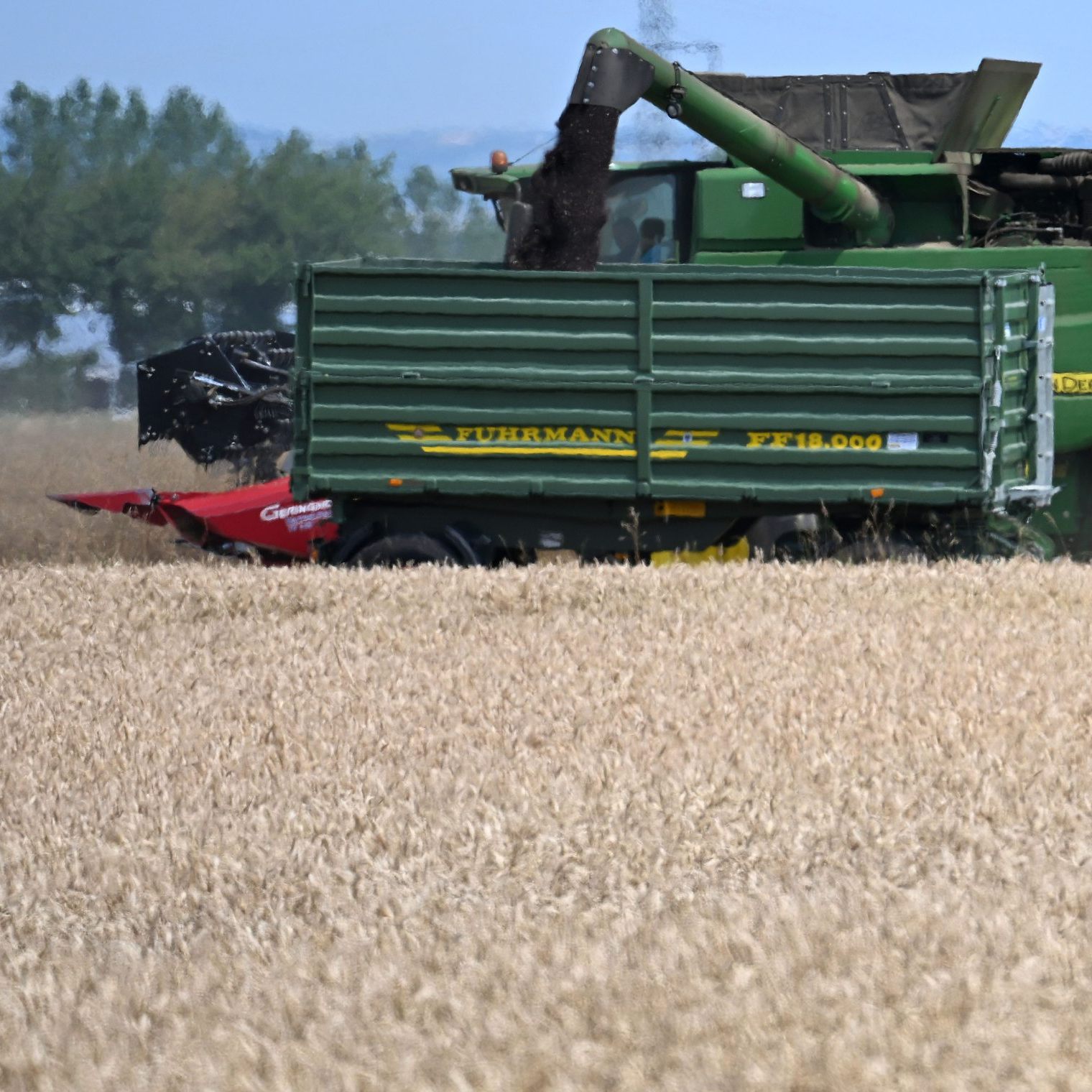 Die Getreideernte war 2024 um 6 Prozent niedriger als im Vorjahr.