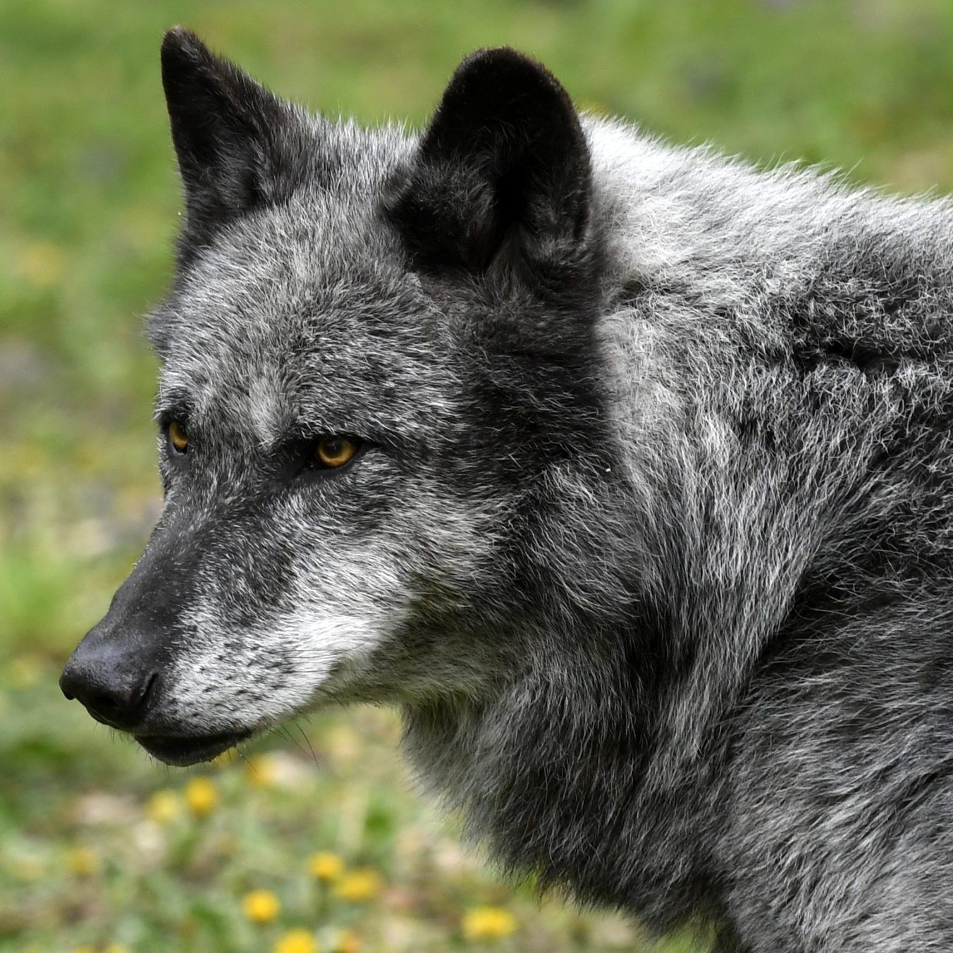 Der Schutzstatus von Wölfen wurde gesenkt.