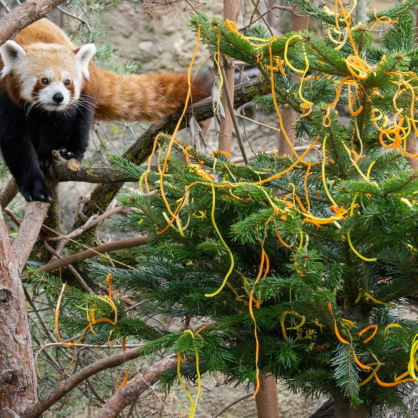 Eine weihnachtliche Überraschung.