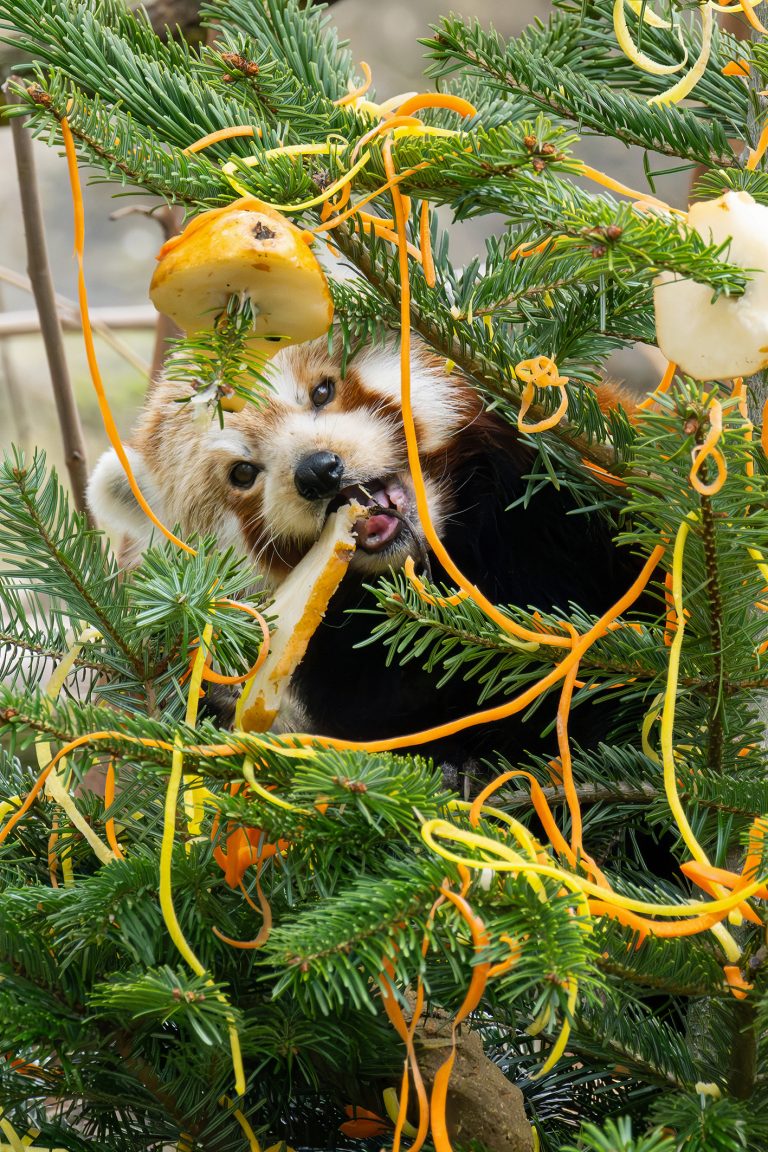 ABD0013_20241219 – WIEN – STERREICH: ++ HANDOUT ++ ZU APA0125 VOM 19.12.2024 – Die Roten Pandas im Tiergarten Schnbrunn haben eine Weihnachtsberraschung erhalten: Die Tierpflegerinnen und Tierpfleger beschenkten die kletterfreudigen Tiere mit einem Christbaum, der hoch oben in ihrem neuen Klettergerst angebracht wurde. “Geschmckt war er ganz nach ihrem Geschmack: mit Karottenlametta, gedmpftem Bambusbrot und […]