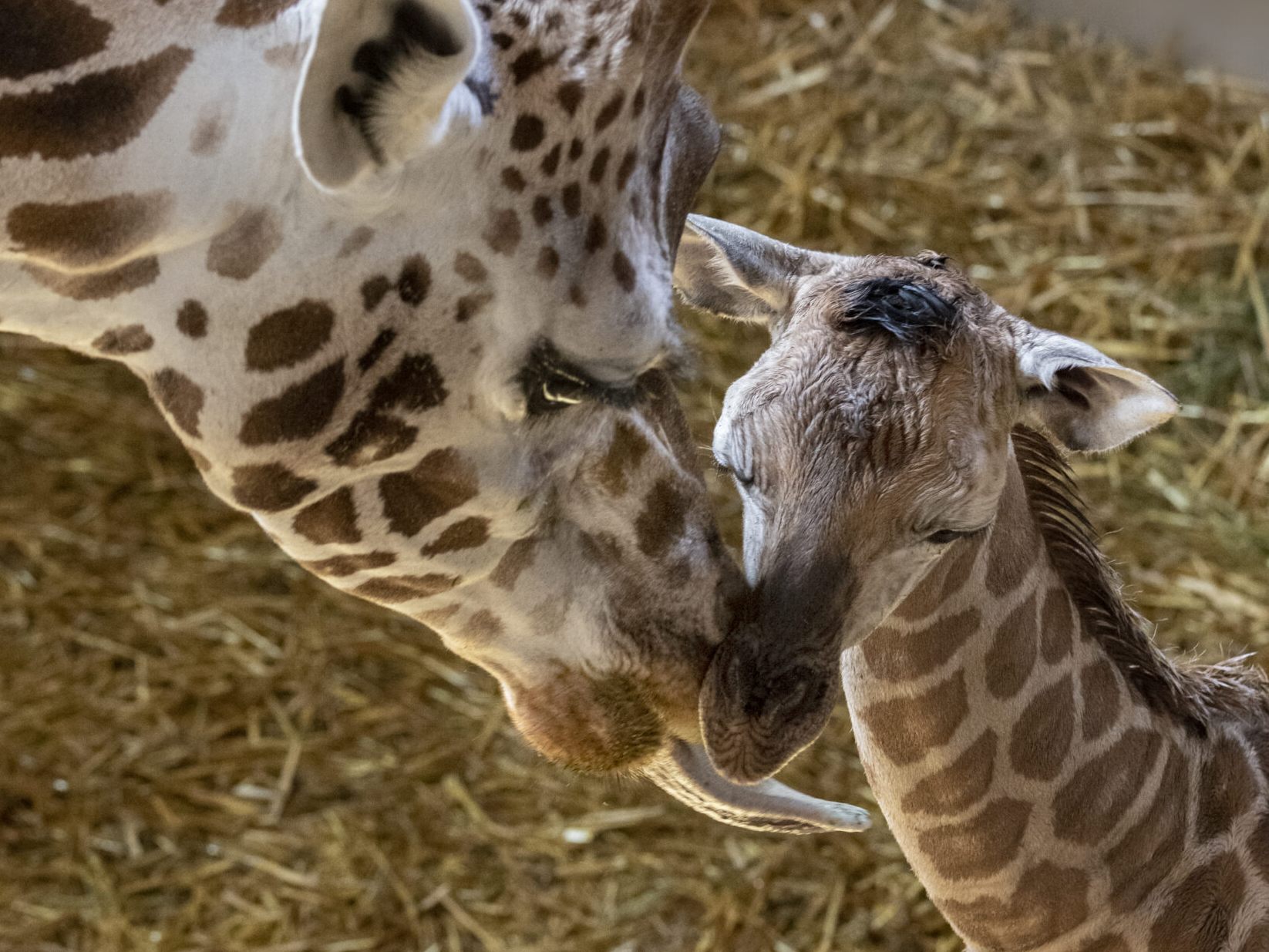 Das Giraffenbaby kann bereits im Zoo besucht werden. Das Giraffenbaby kann bereits im Zoo besucht werden.