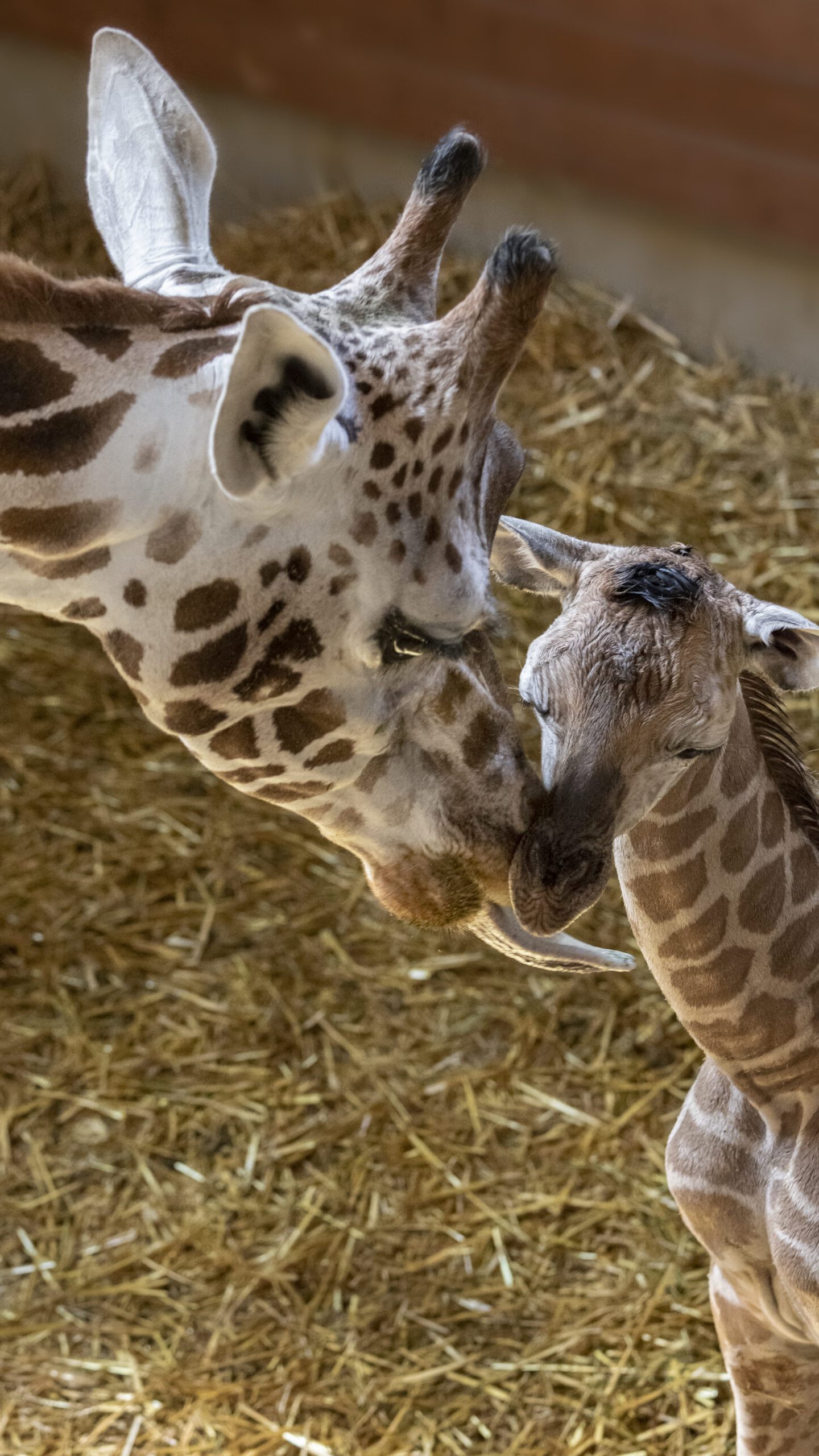 Das Giraffenbaby kann bereits im Zoo besucht werden.