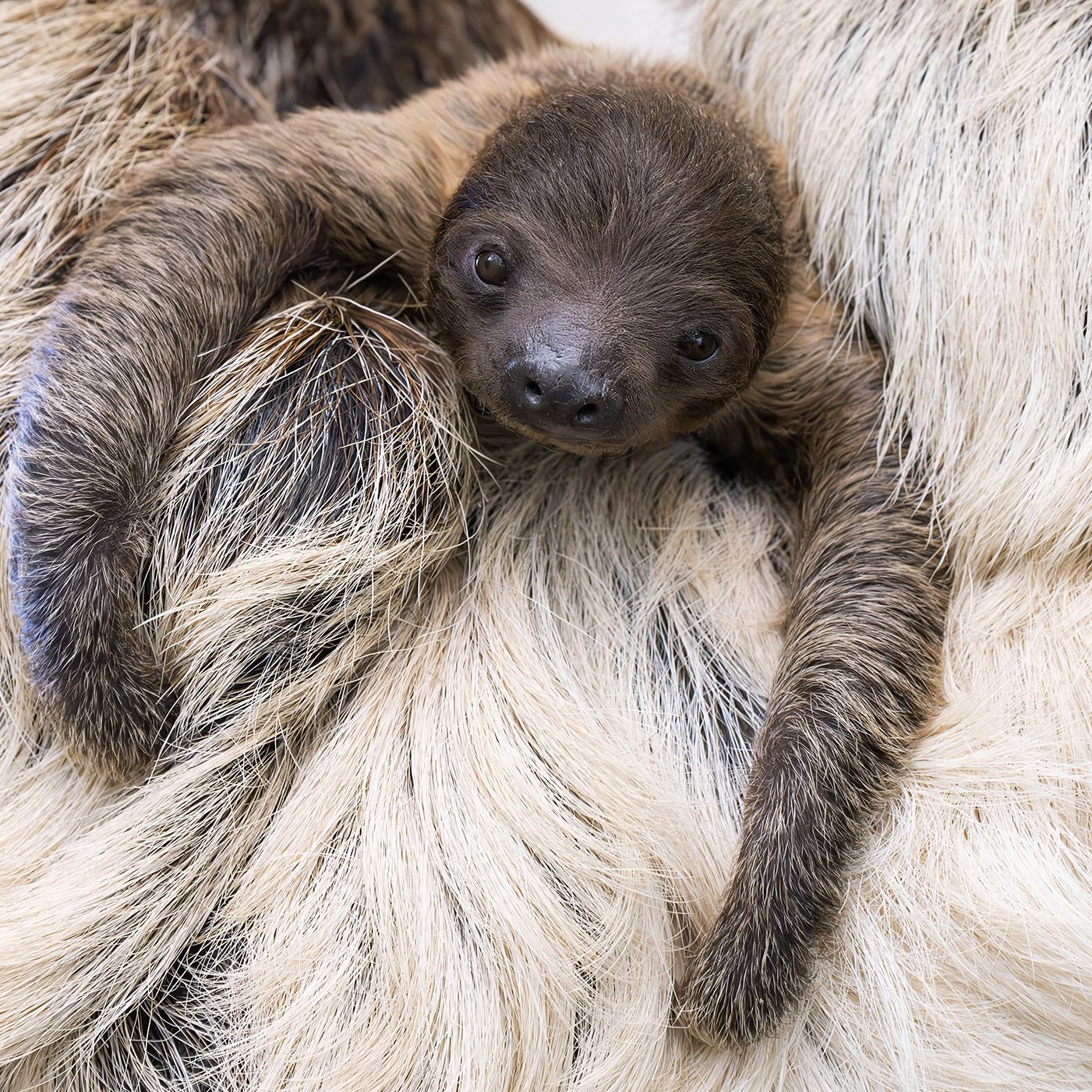 Der Tiergarten Schönbrunn freut sich über Faultier-Nachwuchs.