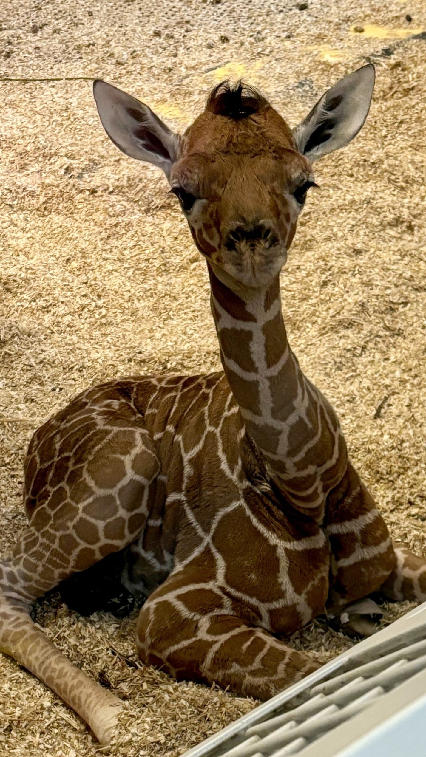 Die kleine Netzgiraffe starb an einer Entwicklungsverzögerung .