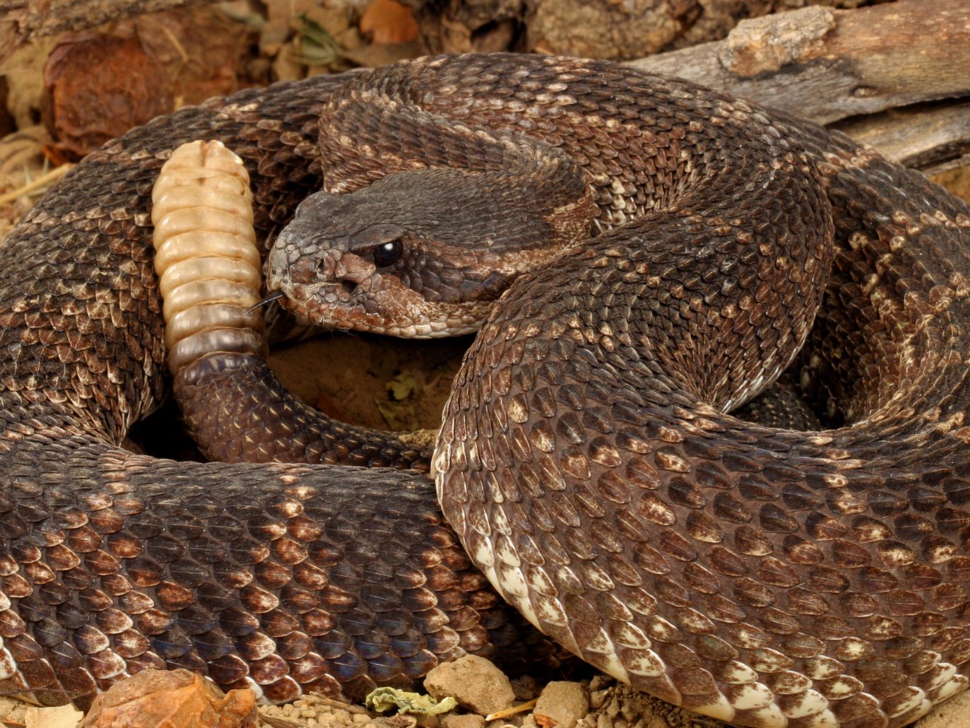 Die Klapperschlange dürfte ihn bei der Fütterung gebissen haben.