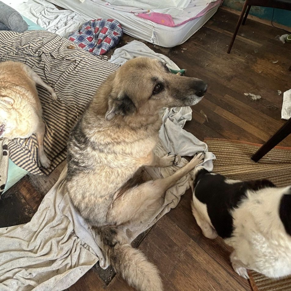 Der Verein Pfotenhilfe kümmert sich um die Hunde und Katzen.