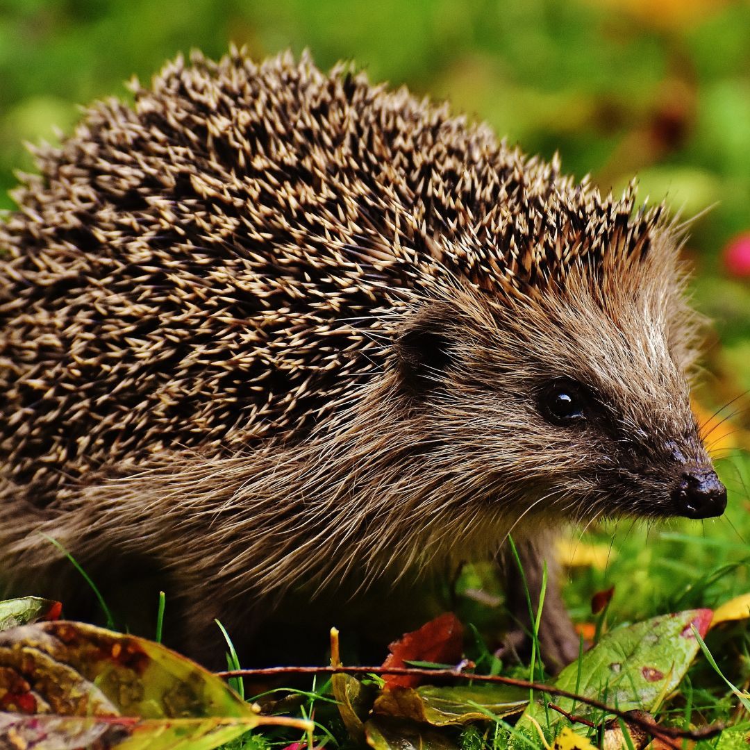 Die Zahl der heimischen Igel geht stark zurück.