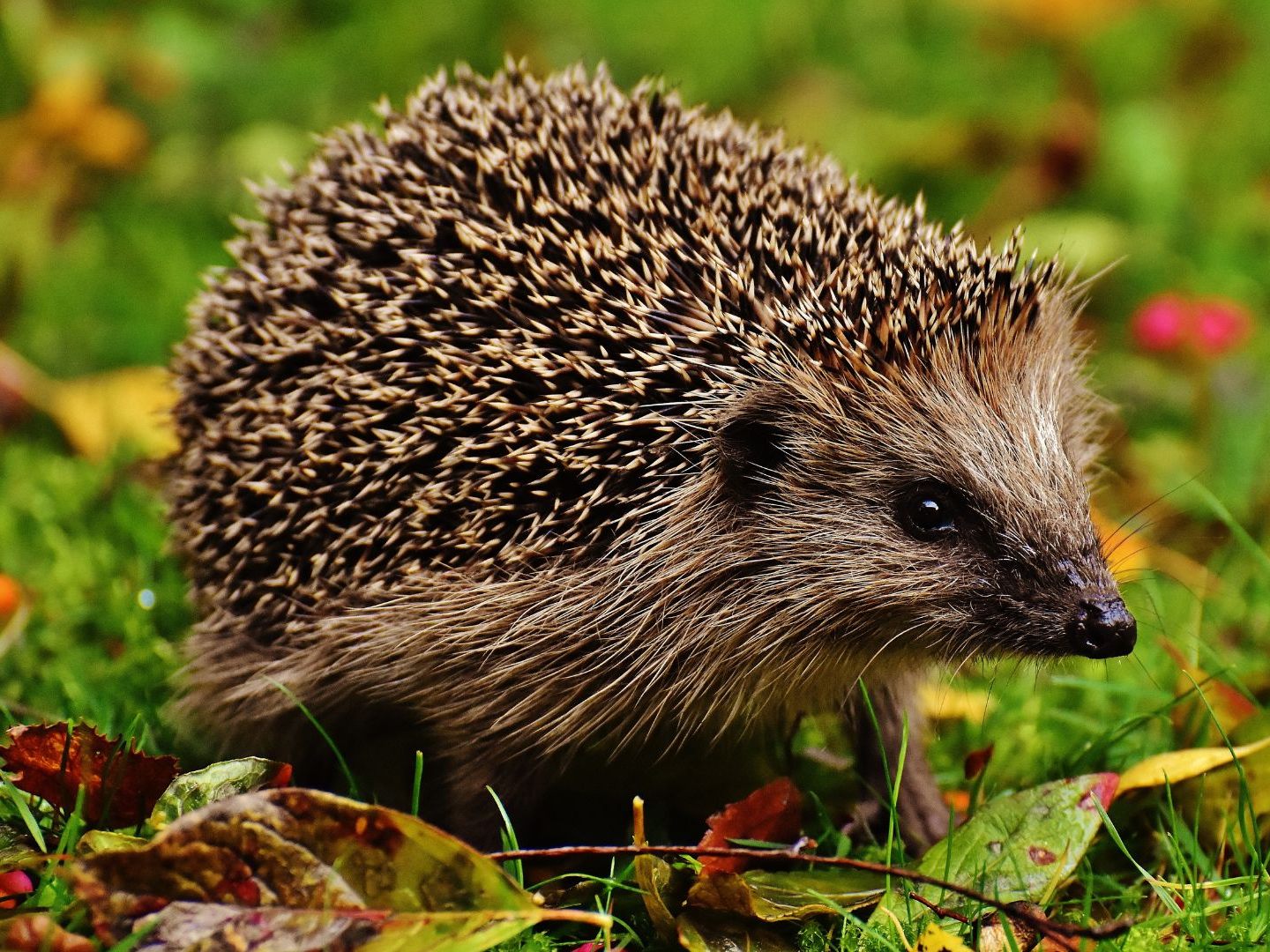 Die Zahl der heimischen Igel geht stark zurück. Die Zahl der heimischen Igel geht stark zurück.