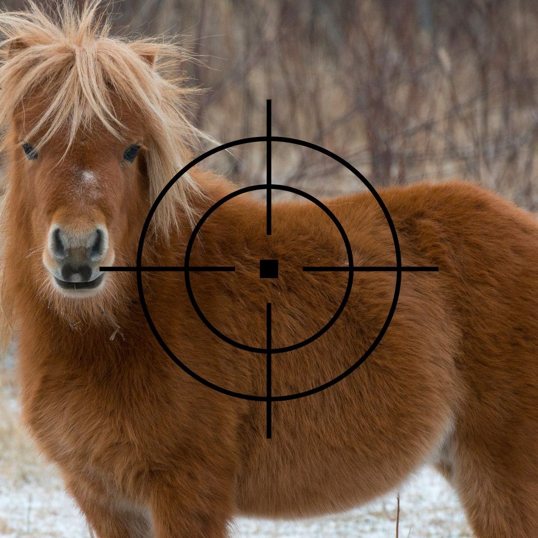 Das verletzte Pony musste eingeschläfert werden.