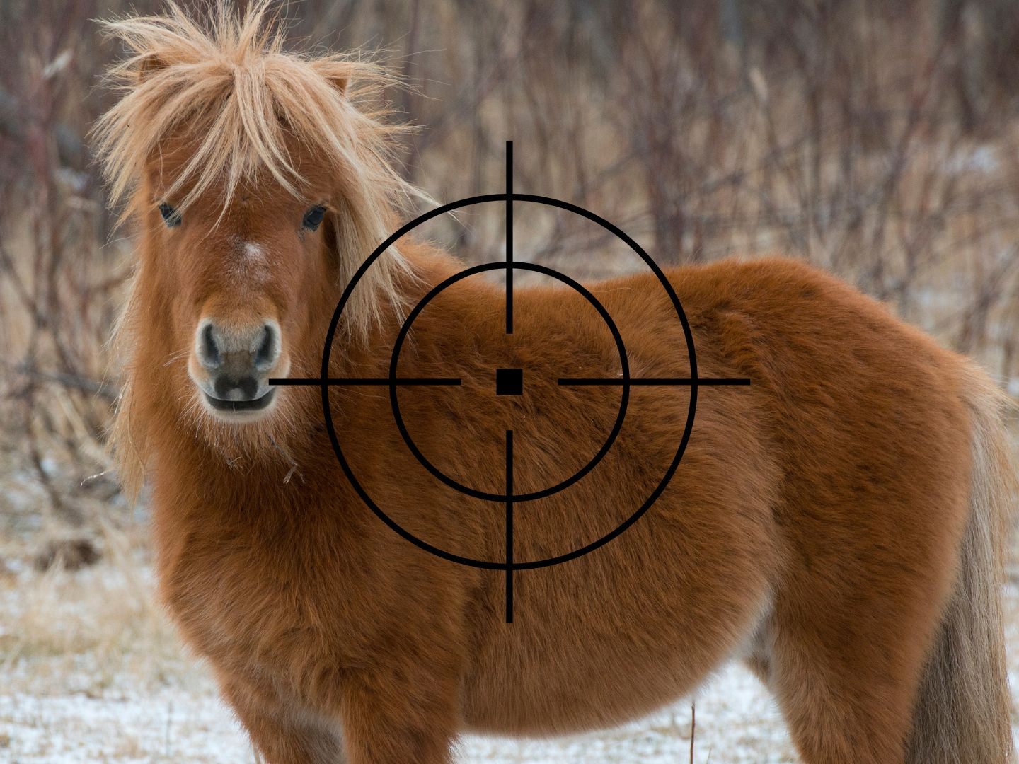 Das verletzte Pony musste eingeschläfert werden. Das verletzte Pony musste eingeschläfert werden.