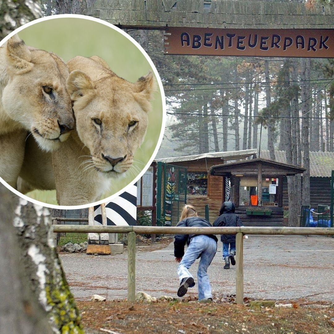 Die Löwinnen Anna und Kiara waren Teil eines Rudels im damaligen Safaripark Gänserndorf.