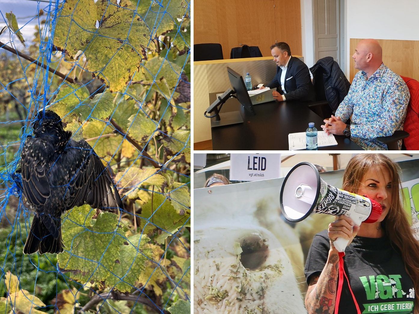 Wie reagiert der VGT auf das Urteil im Prozess rund um Winzer Möth?
