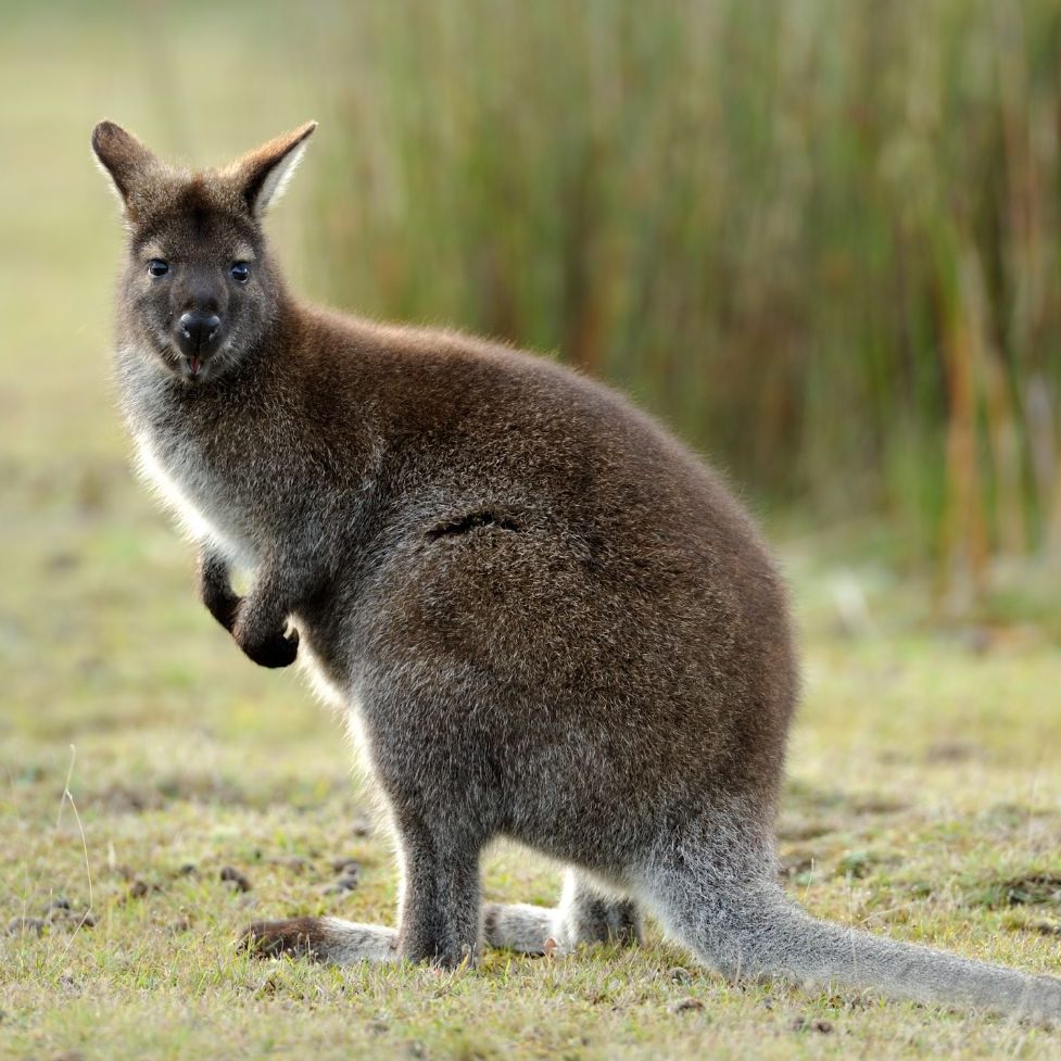 Känguru Mirko sorgte mit seinem Ausflug für jede Menge Wirbel.