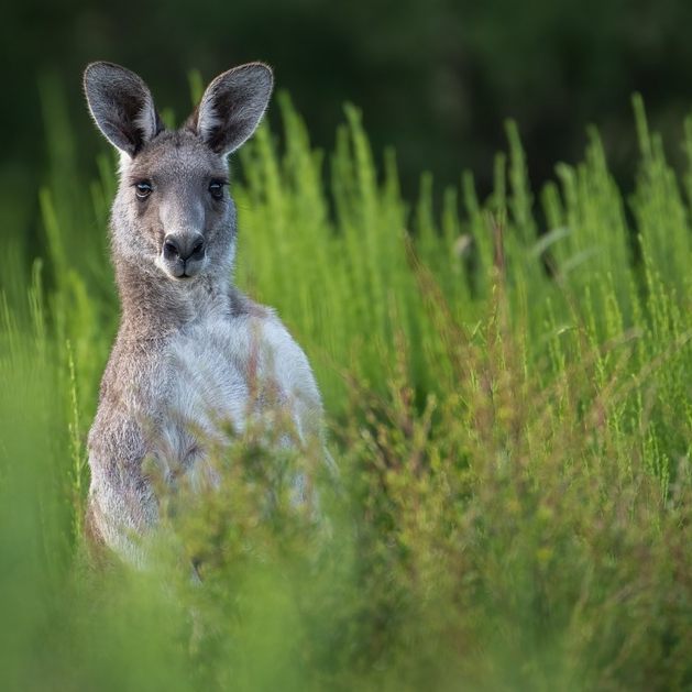 Ein entsprungenes Känguru wurde in Kärnten dingfest gemacht.