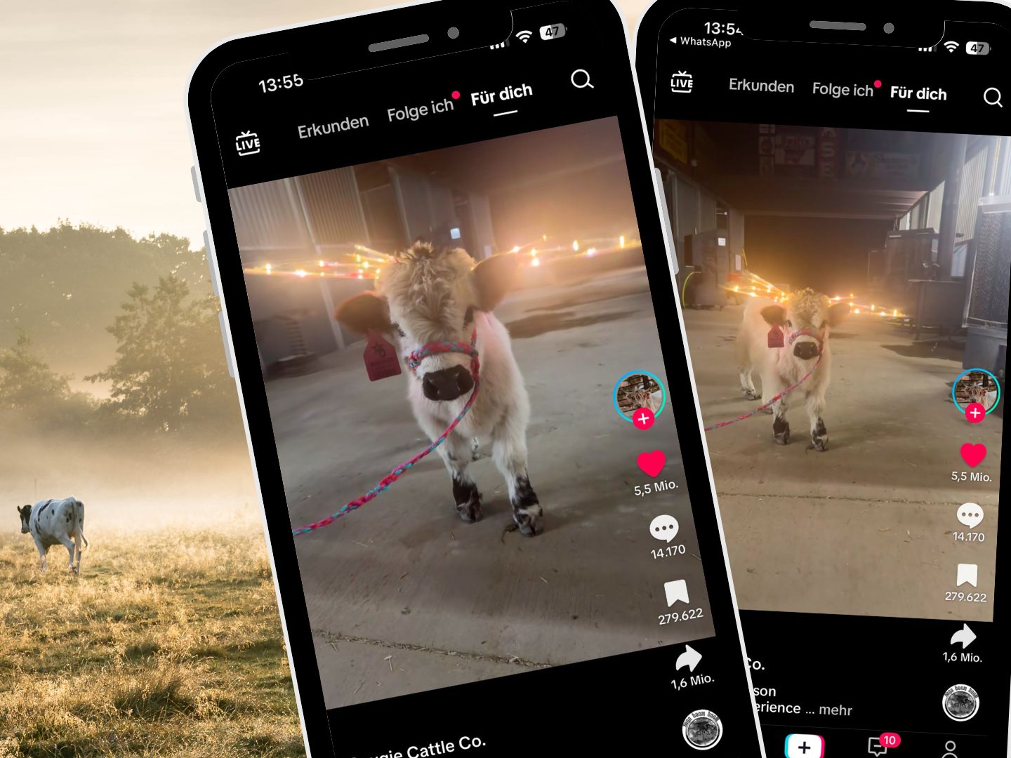 Ein TikTok-Video zeigt eine Kuh mit leuchtenden Flügeln, die im Stall steht und mit ihrem Kopf den Bewegungen der Kamera folgt. Ein TikTok-Video zeigt eine Kuh mit leuchtenden Flügeln, die im Stall steht und mit ihrem Kopf den Bewegungen der Kamera folgt.