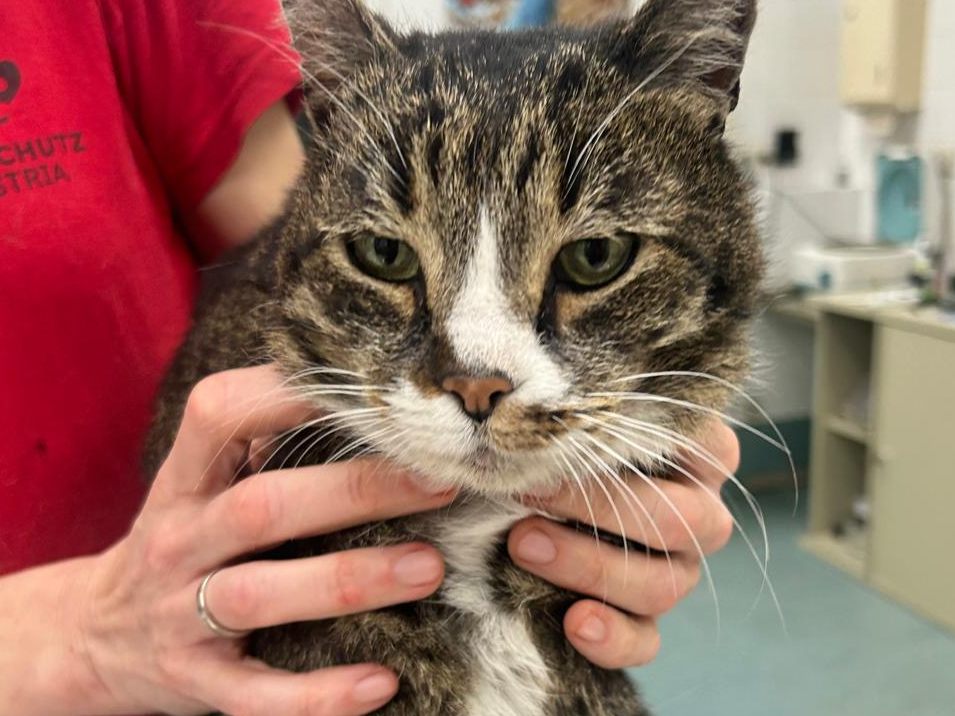 Kater Pancho fand nach drei Jahren wieder zu seiner Familie zurück. Kater Pancho fand nach drei Jahren wieder zu seiner Familie zurück.