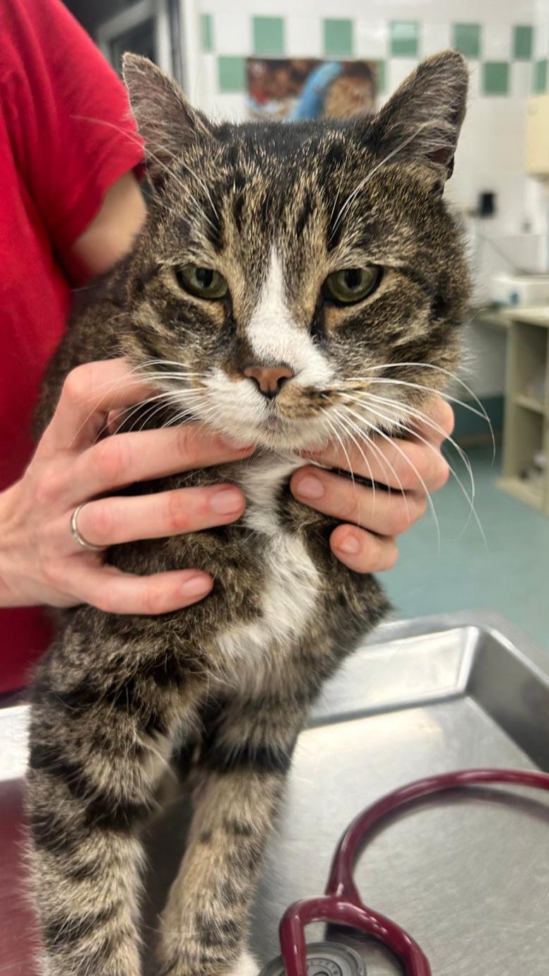 Kater Pancho fand nach drei Jahren wieder zu seiner Familie zurück.