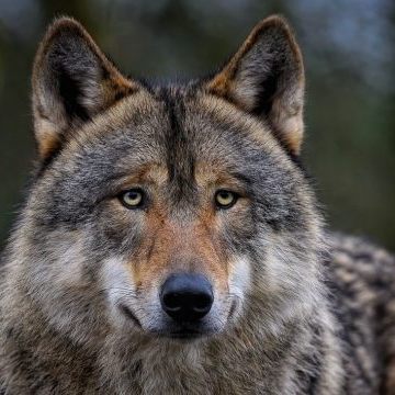 Der Schutzstatus von Wölfen wurde herabgesenkt. Dagegen wurde nun geklagt.