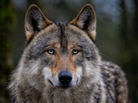 Der Schutzstatus von Wölfen wurde herabgesenkt. Dagegen wurde nun geklagt. Der Schutzstatus von Wölfen wurde herabgesenkt. Dagegen wurde nun geklagt.
