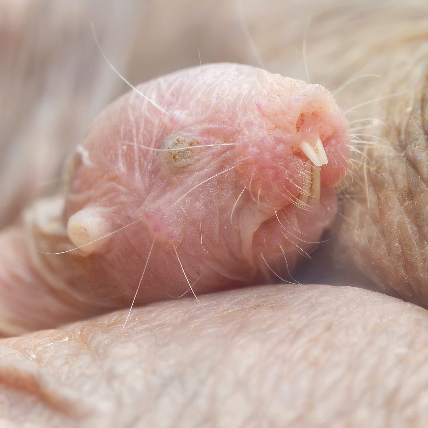 Nachwuchs bei den Schönbrunner Nacktmullen.