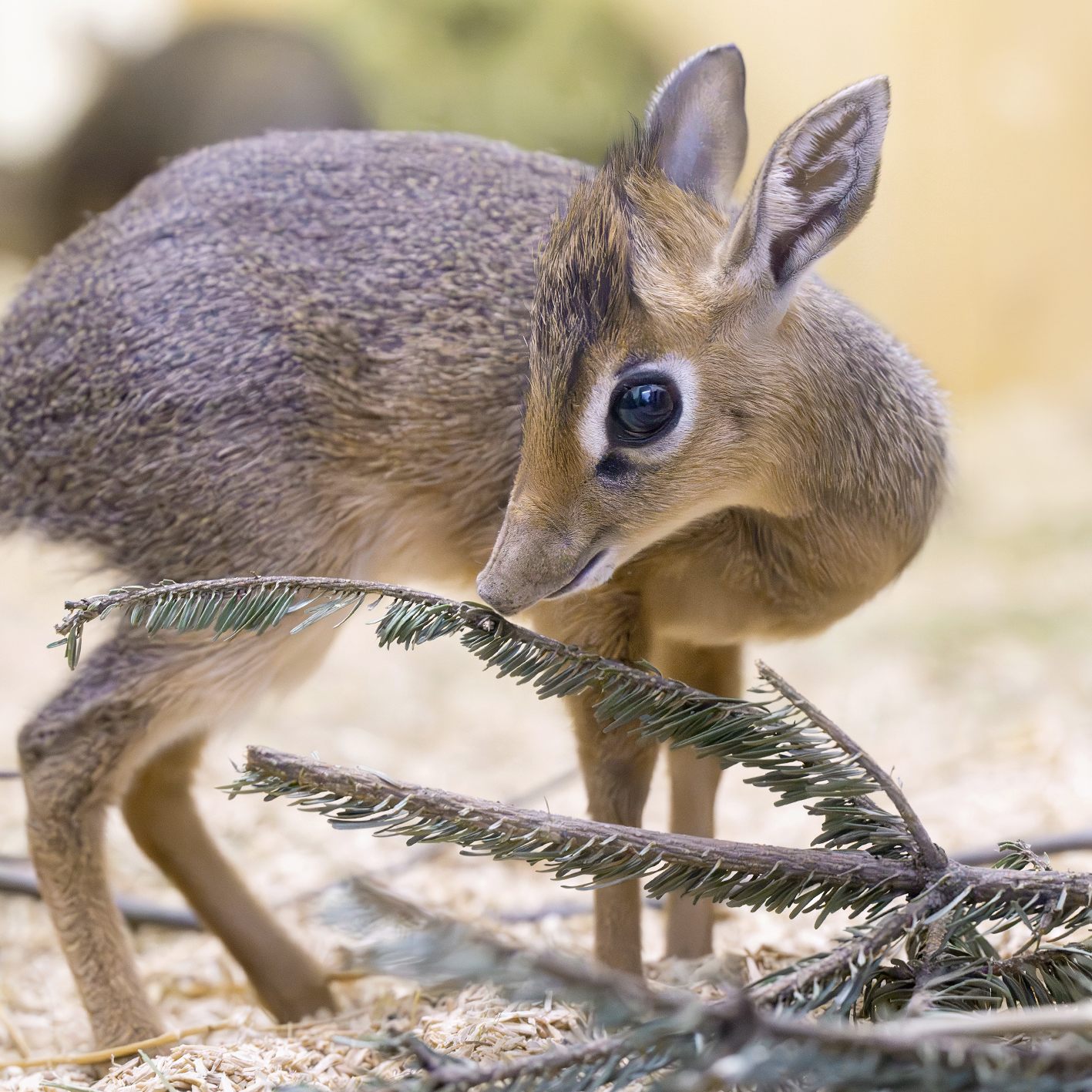 Wiener Tiergarten Schönbrunn gab Geburt von Kirk-Dikdik bekannt.