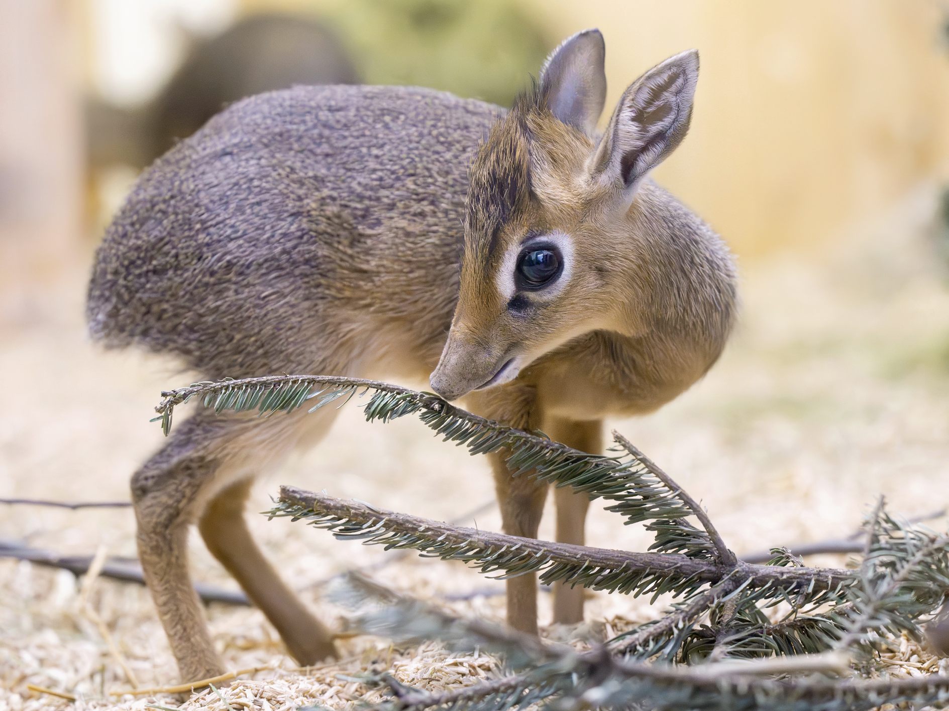 Wiener Tiergarten Schönbrunn gab Geburt von Kirk-Dikdik bekannt.