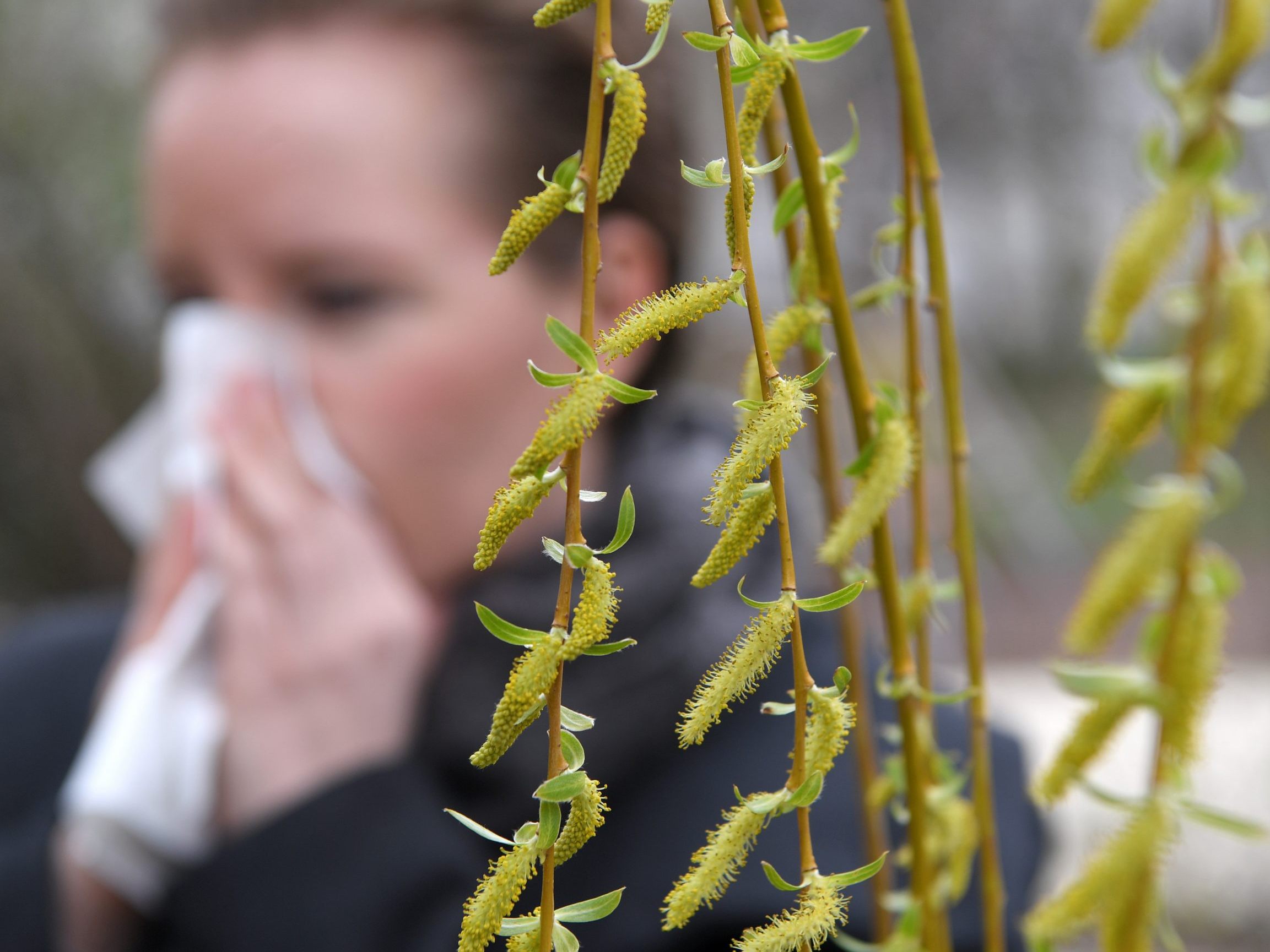 Die Pollensaison 2025 hat streng genommen schon 2024 in den letzten Dezembertagen mit der Blüte der Purpurerle begonnen.